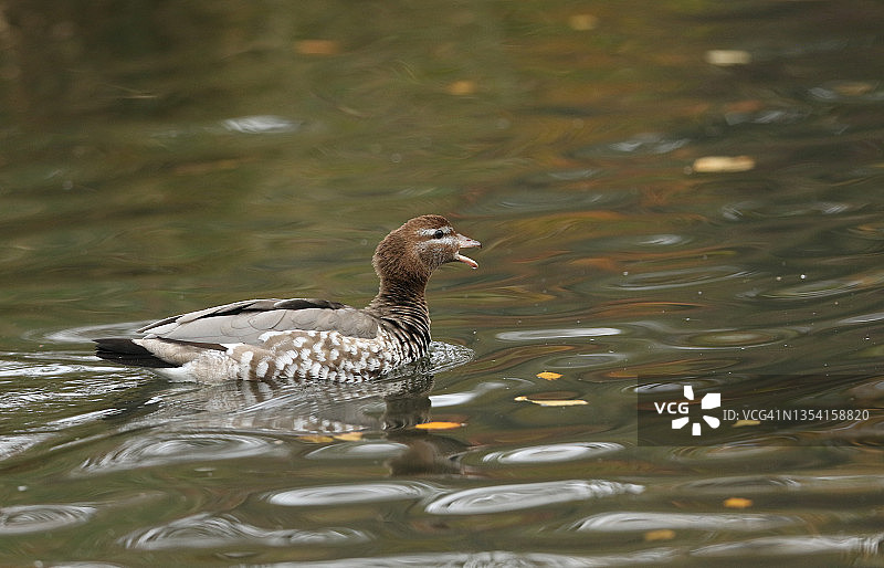 在伦敦湿地野生动物保护区湖面上游泳的鬃鸭图片素材