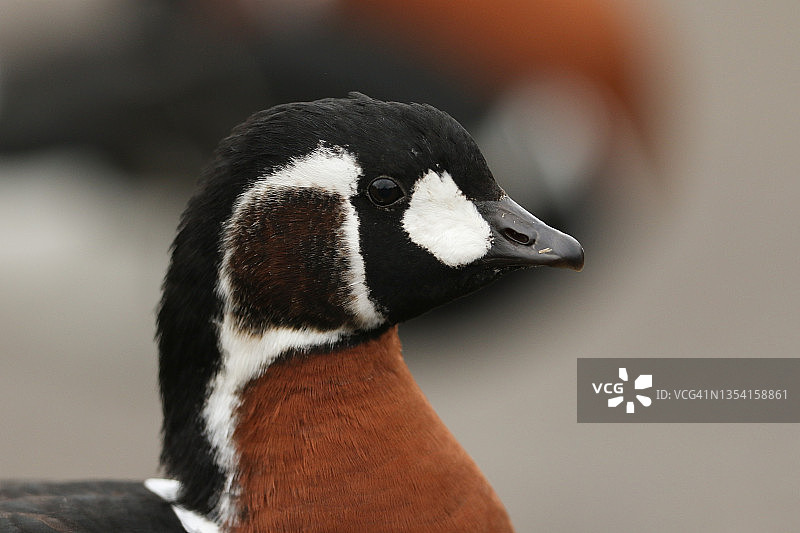 美丽的红胸黑雁在伦敦湿地野生动物保护区湖岸边图片素材