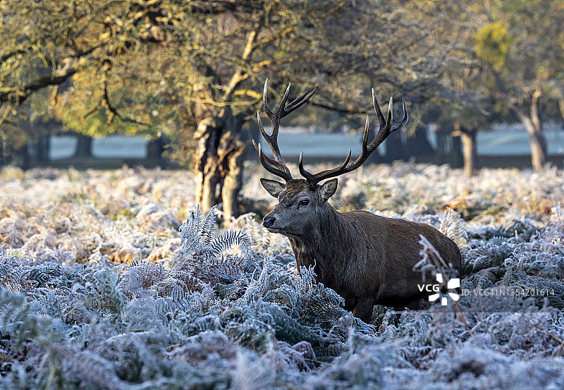 结霜的红鹿图片素材