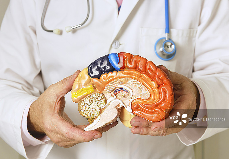 手持大脑解剖教学模型图片素材