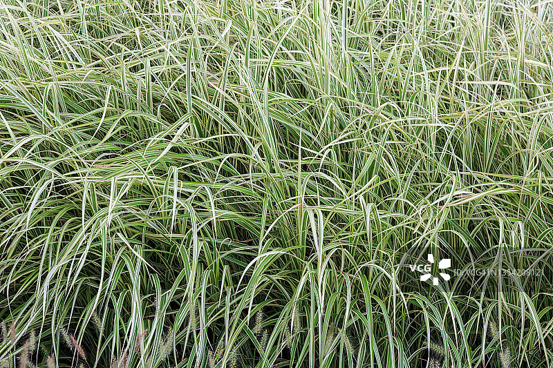 紫果薹草图片素材