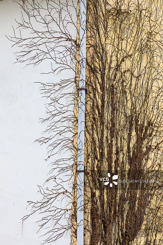 背景图片，常春藤图片素材