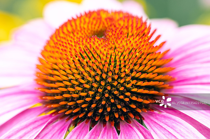 锥花花心的微距视图图片素材