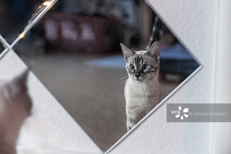 孟加拉小猫照镜子图片素材