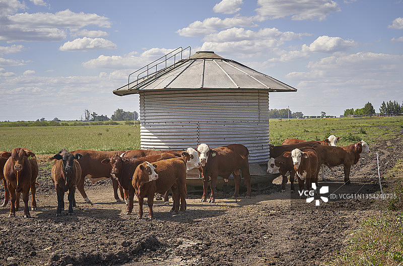 布拉德福德肉用牛养殖农业综合企业图片素材