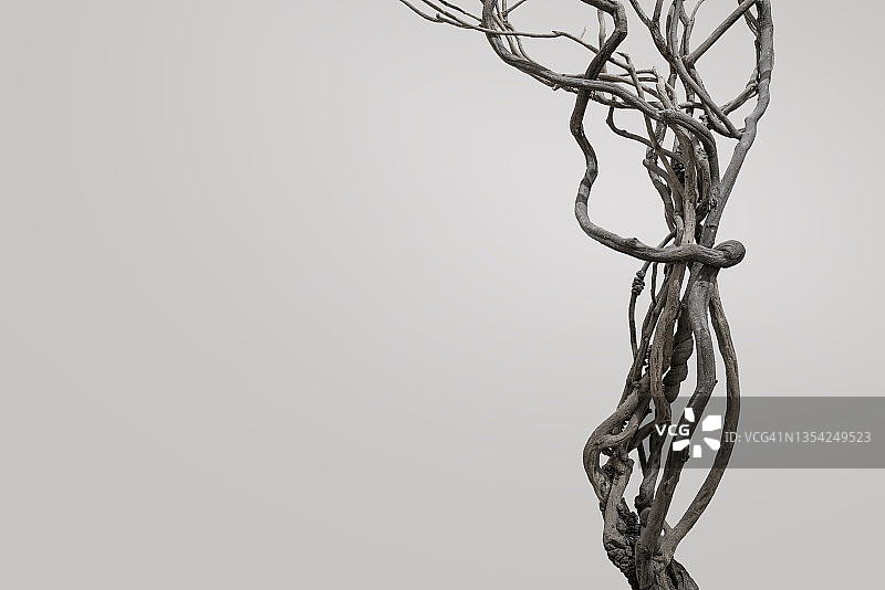 枯萎的葡萄藤，灰色背景图片素材
