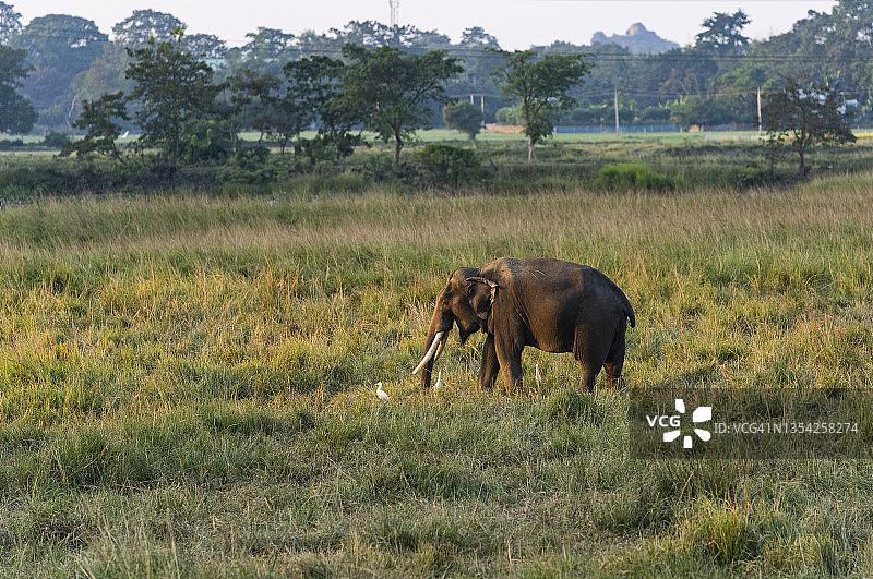 亚洲象正在吃草图片素材