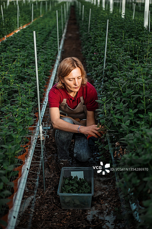在荷兰温室工作的女工图片素材