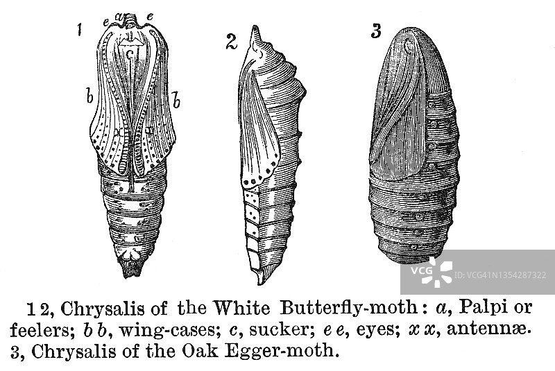 昆虫学古版画：菜粉蝶蛹和栎蚕蛾蛹图片素材