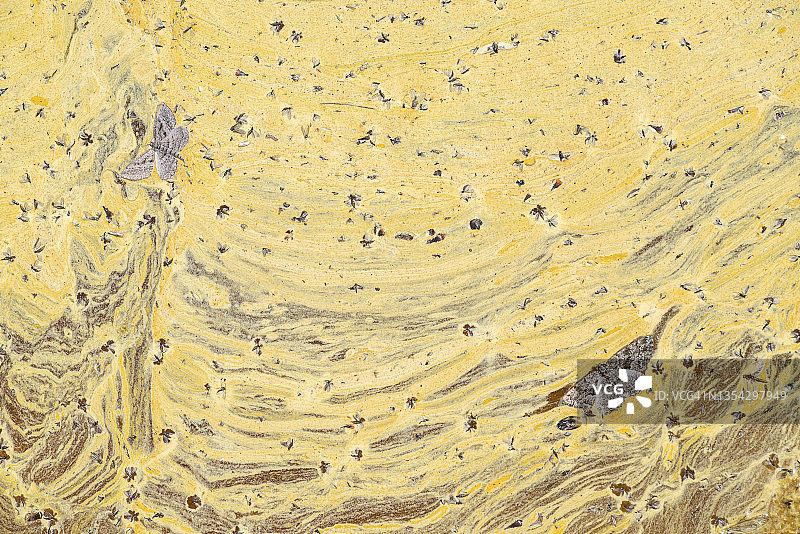 水坑中的飞蛾：花粉落入水中，形成美丽的自然构成图片素材