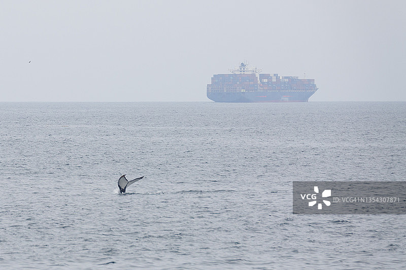 船只附近的座头鲸尾巴图片素材