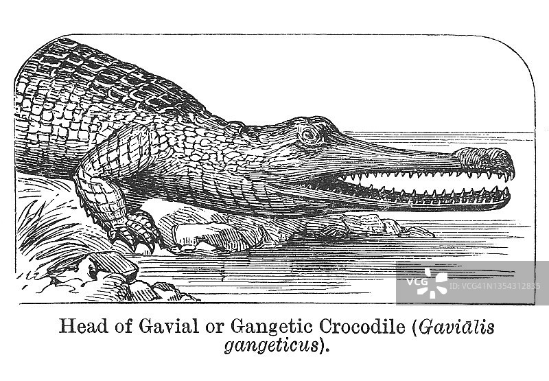 食鱼鳄老式雕刻插图图片素材