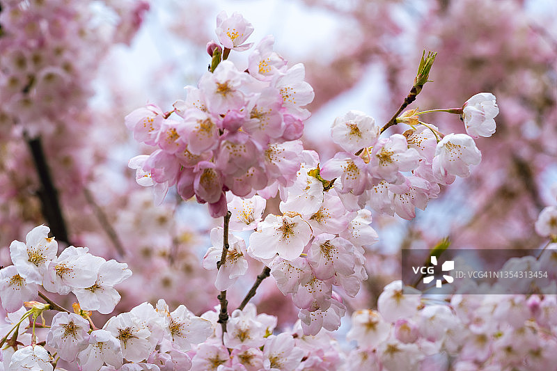 樱桃树上精致的粉红色花朵图片素材