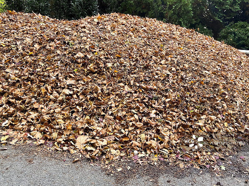 每周市政落叶收集图片素材