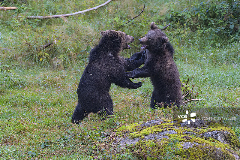 欧洲棕熊幼崽打斗场景图片素材