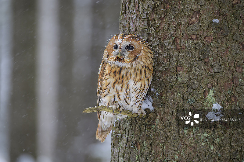 冬季的棕榈枭图片素材