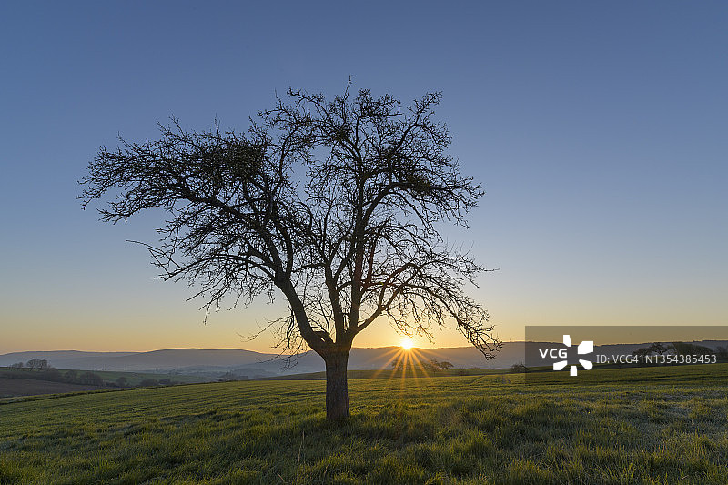 德国巴伐利亚施佩萨特山日出时的苹果树图片素材