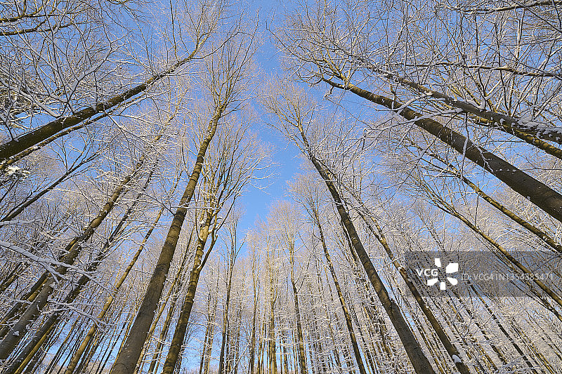 德国巴伐利亚施佩萨特的冬季森林图片素材