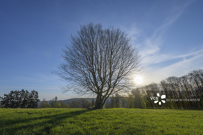春天阳光下的裸露山毛榉树，位于德国巴伐利亚图片素材
