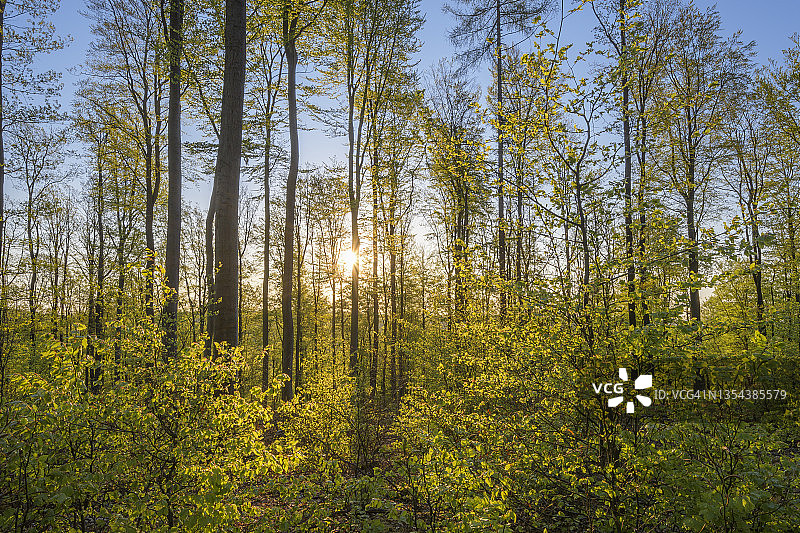 德国巴伐利亚施佩萨特山春季日出时的山毛榉森林图片素材