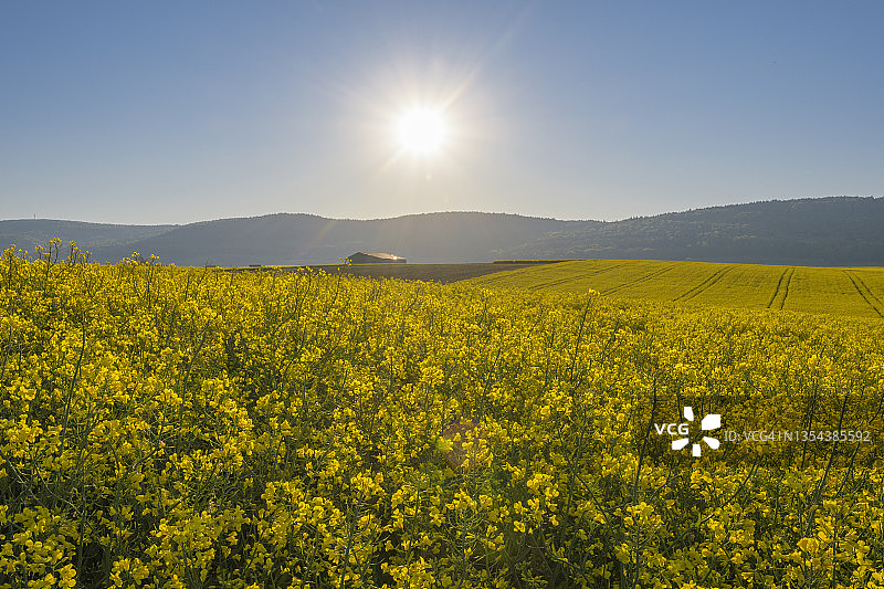 春季油菜花田上的日出图片素材