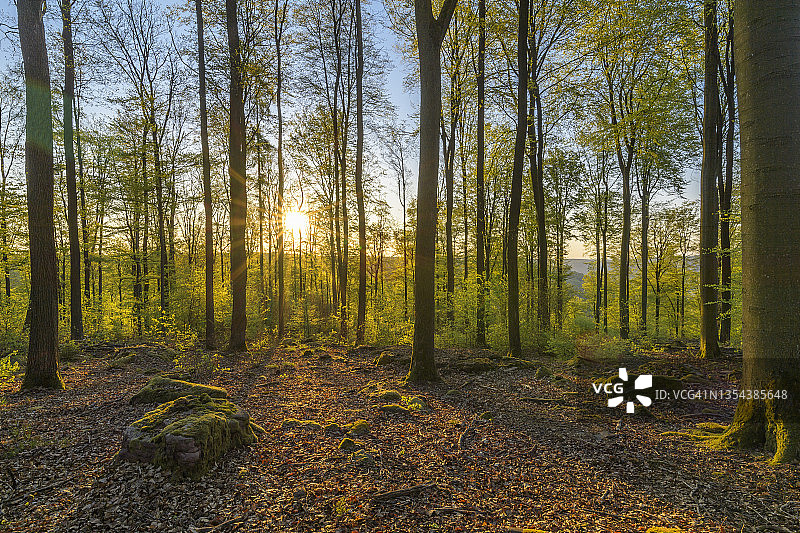 德国巴伐利亚施佩萨特山春季日出时的山毛榉森林图片素材