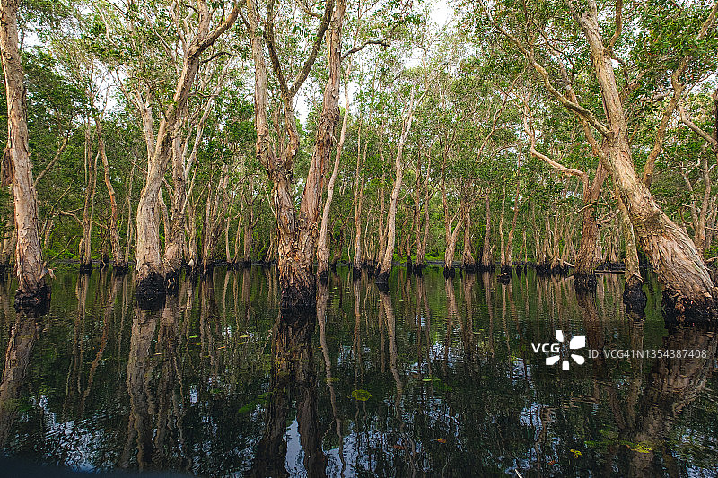 泥炭沼泽水中的老白千层树沼泽森林图片素材