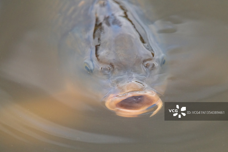 鲤鱼觅食图片素材