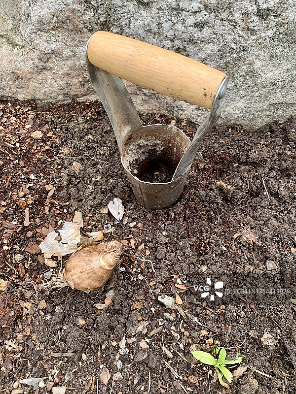 种植春季球茎植物图片素材