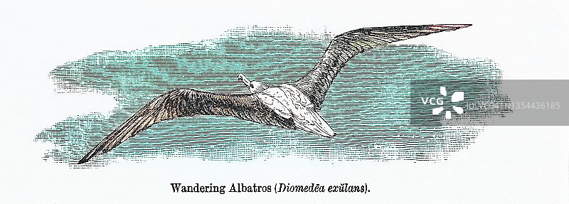 信天翁古老雕刻插图图片素材