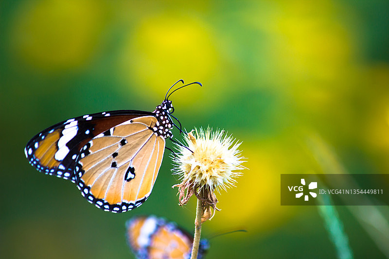 姬小纹斑蝶，又名虎斑蝶，亚洲常见的蝴蝶，蝴蝶园微距拍摄图片素材