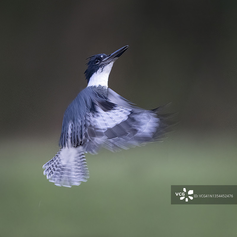 模糊的带状翠鸟图片素材