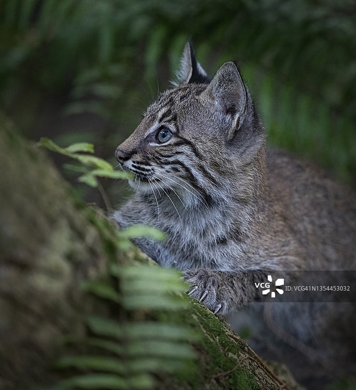 小山猫幼崽抓挠图片素材