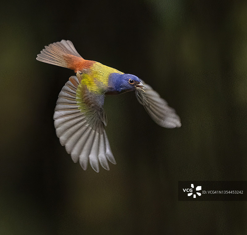 飞行中的彩绘鹀雄鸟图片素材