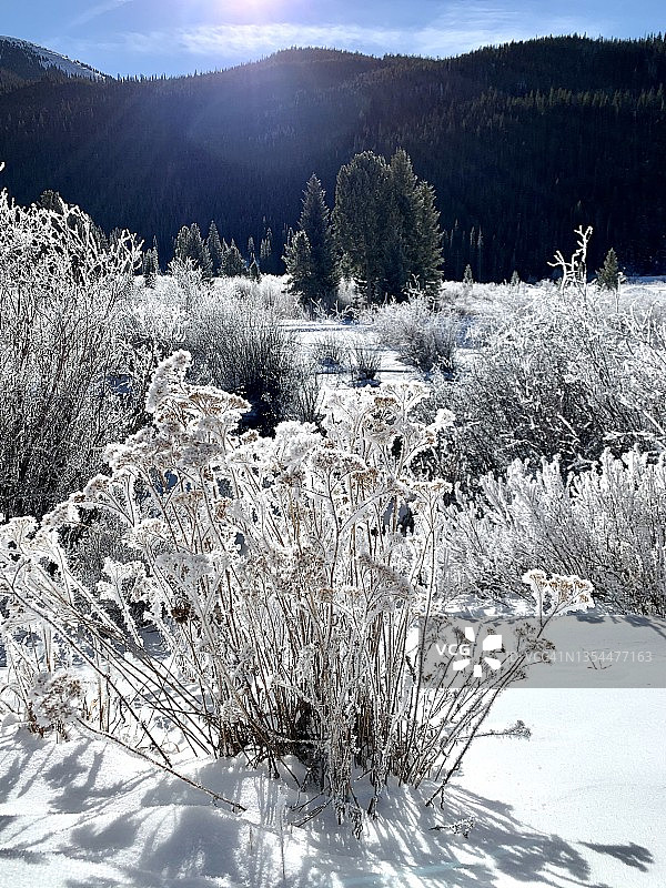 寒冷的雪天清晨图片素材