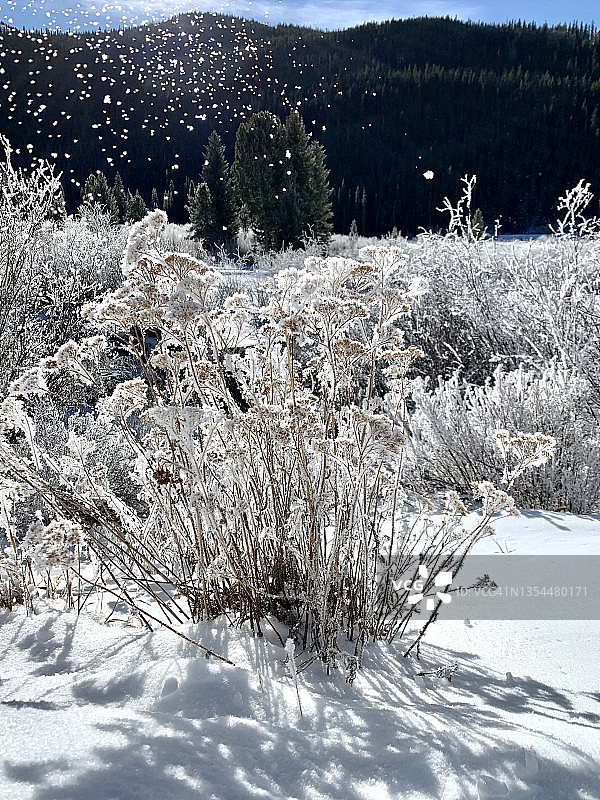 寒冷的雪天清晨图片素材