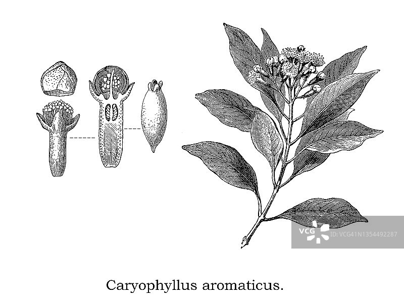 丁香植物（Caryophyllus Aromaticus）古老雕刻插图图片素材