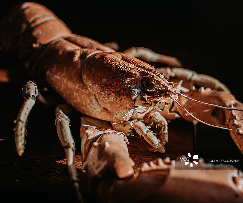 概念：龙虾壳特写，聚焦嘴部图片素材