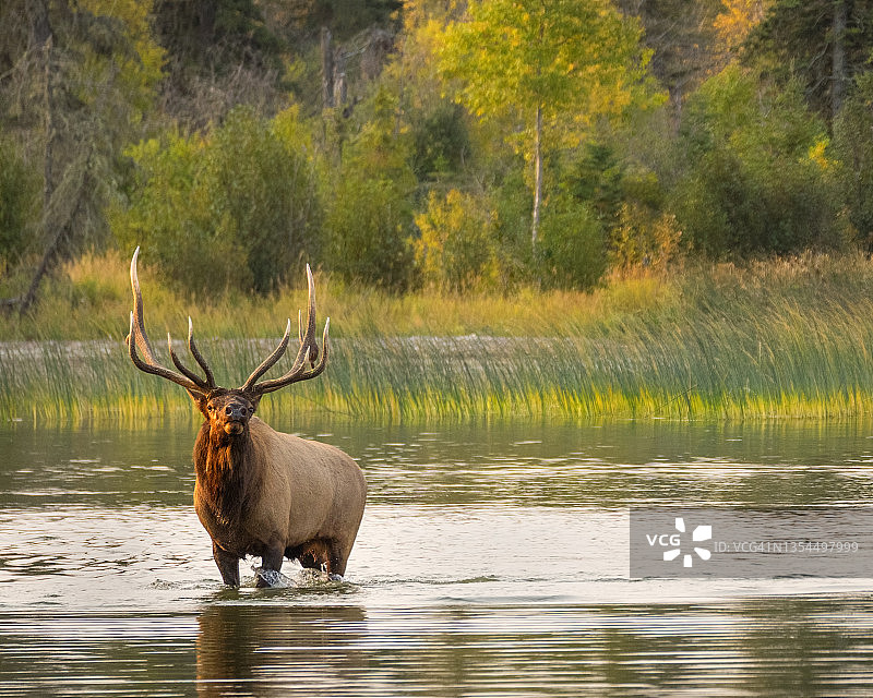 湖中的大型马鹿图片素材