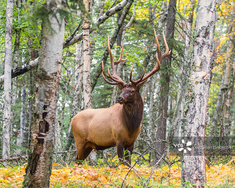 森林中的雄麋图片素材