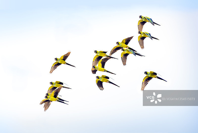 南达锥尾鹦鹉图片素材