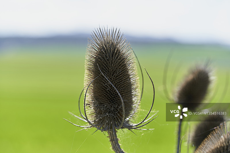 阳光下的起绒草花籽头图片素材