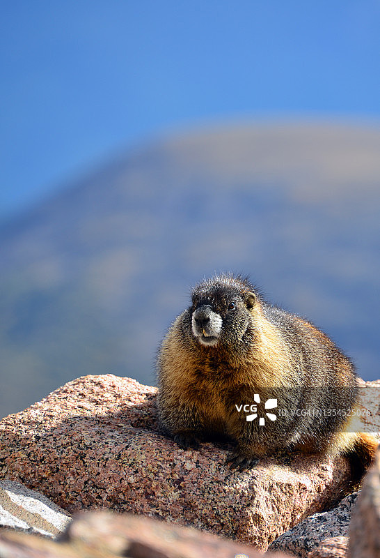 美国落基山脉埃文斯山上的黄腹旱獭图片素材