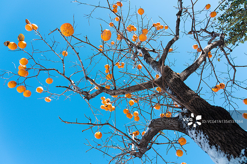 雪后的柿子树图片素材