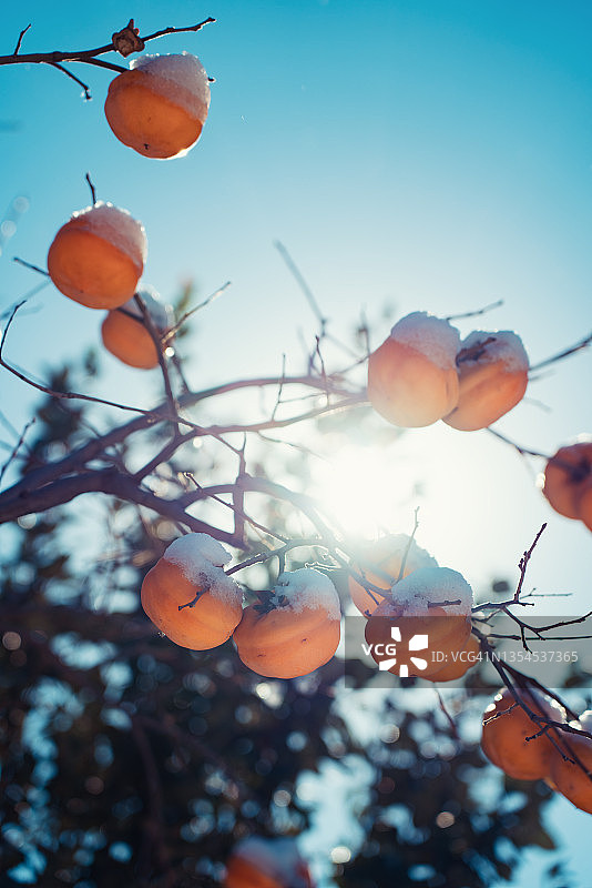 雪后的柿子树图片素材