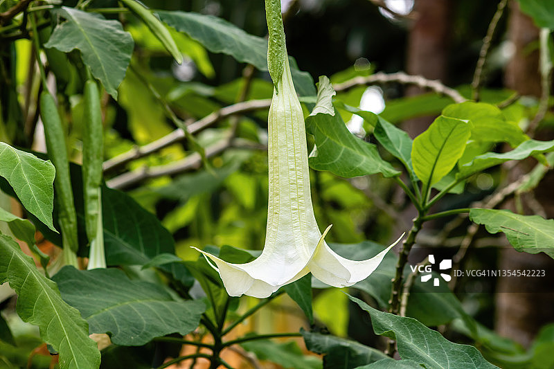 白色曼陀罗花图片素材