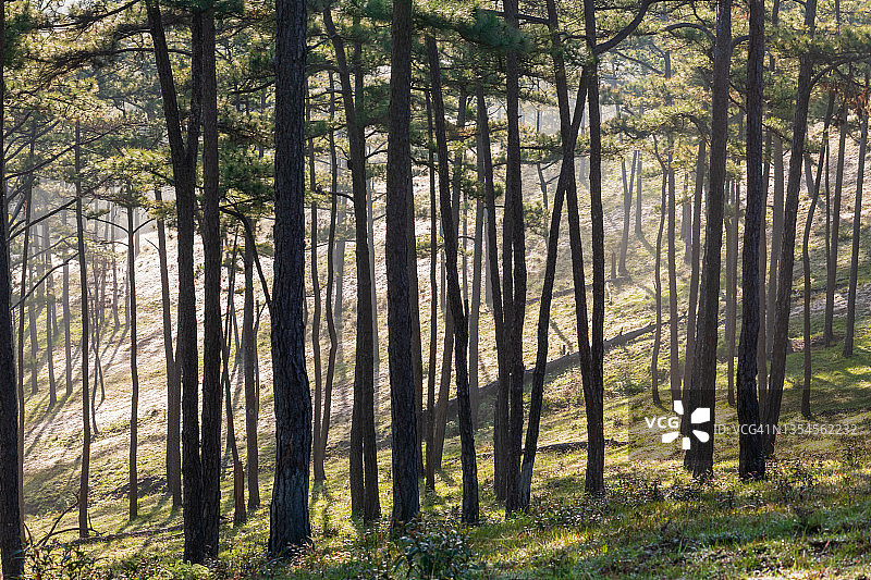 松树林中的阳光图片素材