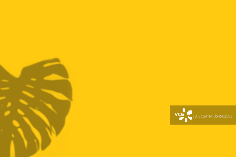 明黄色背景下的龟背竹叶长阴影图片素材