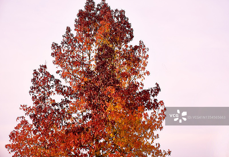 红色的树图片素材