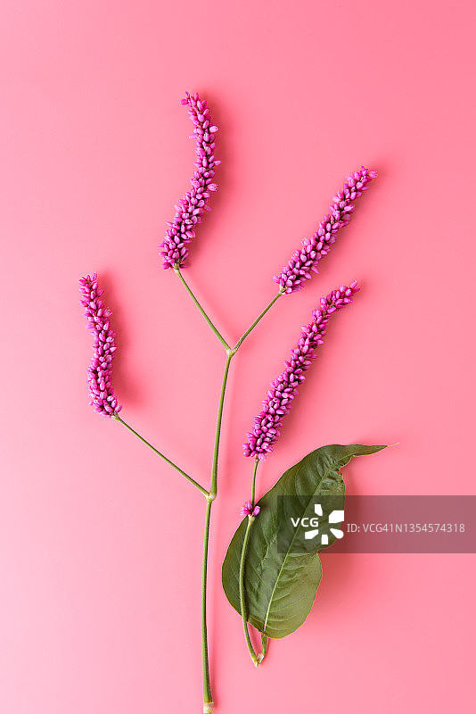 蓼属植物，Fleece Flower图片素材